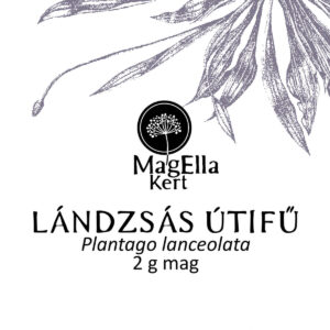 Lándzsás útifű (Plantago lanceolata)